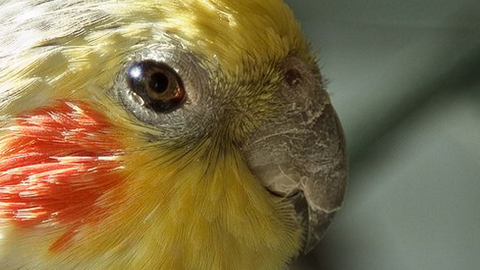 Cover for Understanding Blindness in Parrots: Causes and Prevention