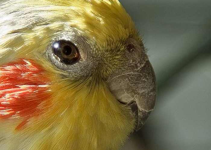 Cover for Understanding Blindness in Parrots: Causes and Prevention