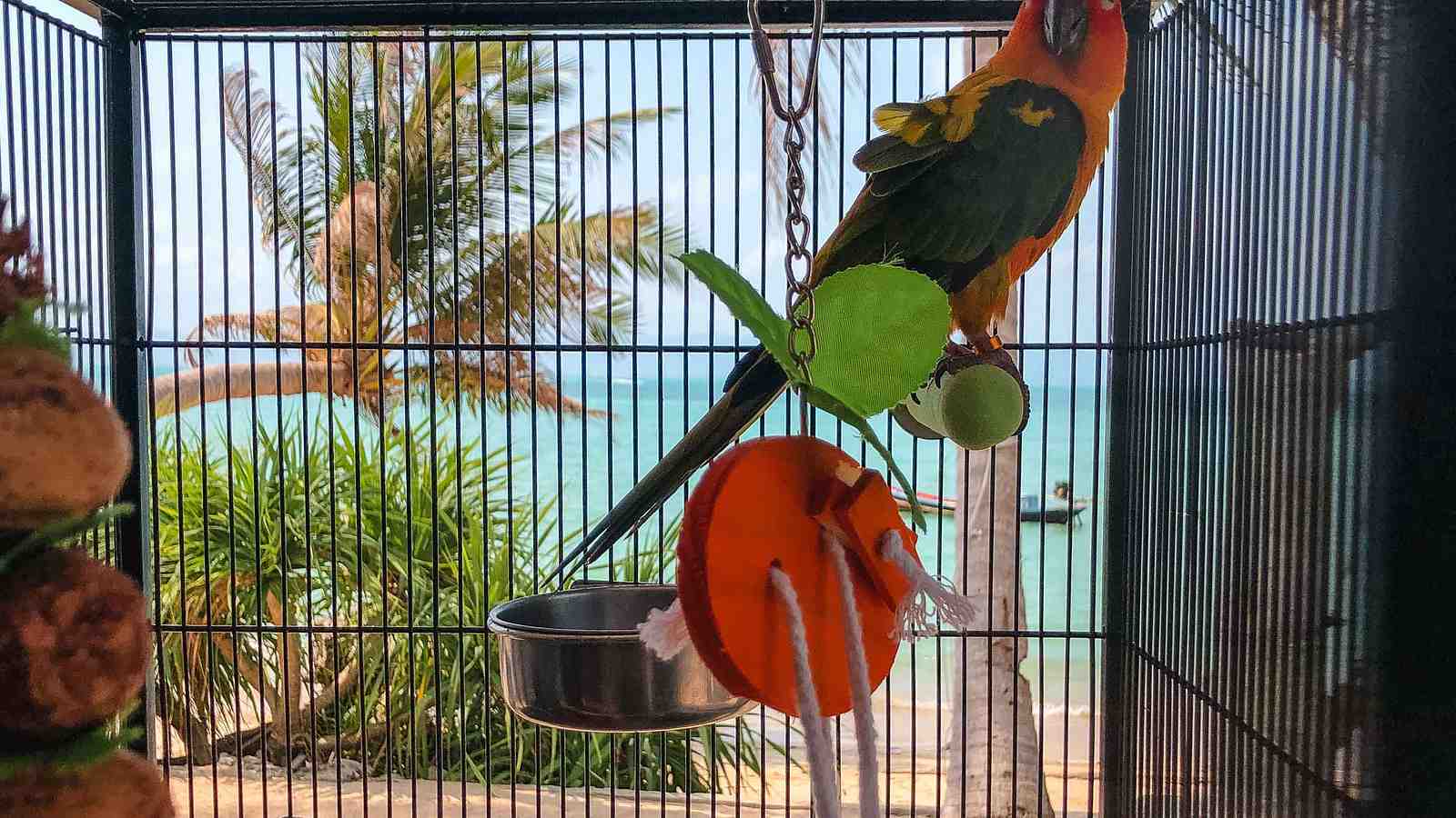 Cover for How To Care For Your Birds Feet