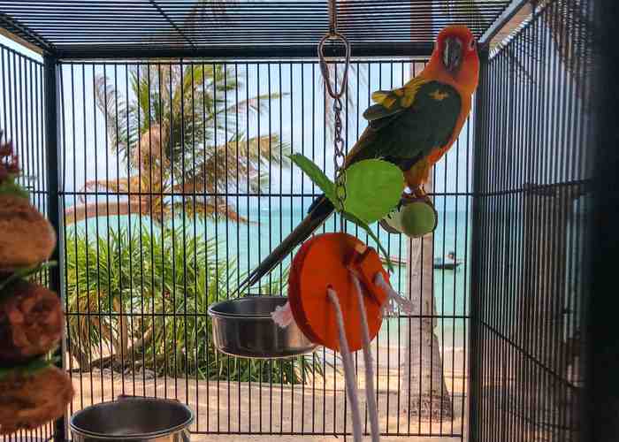 Cover for How To Care For Your Birds Feet