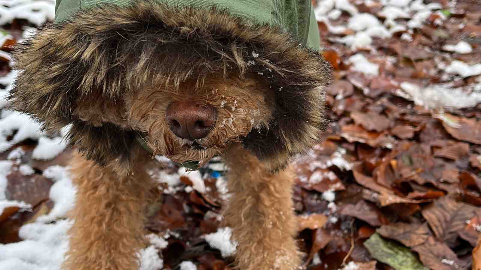 Cover for Does Your Dog Need a Winter Coat?