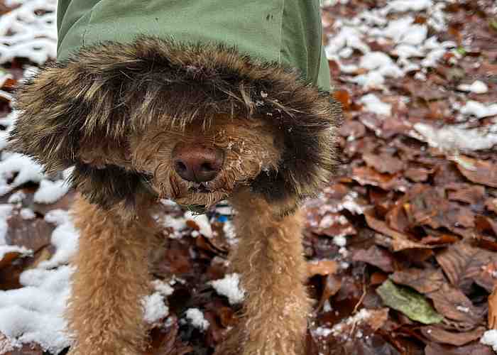 Cover for Does Your Dog Need a Winter Coat?