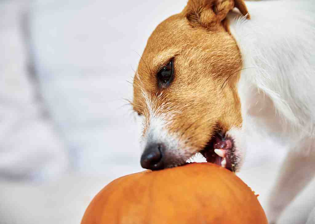 Dog-gnaws-orange-pumpkin-indoors-2023-11-27-04-59-53-utc