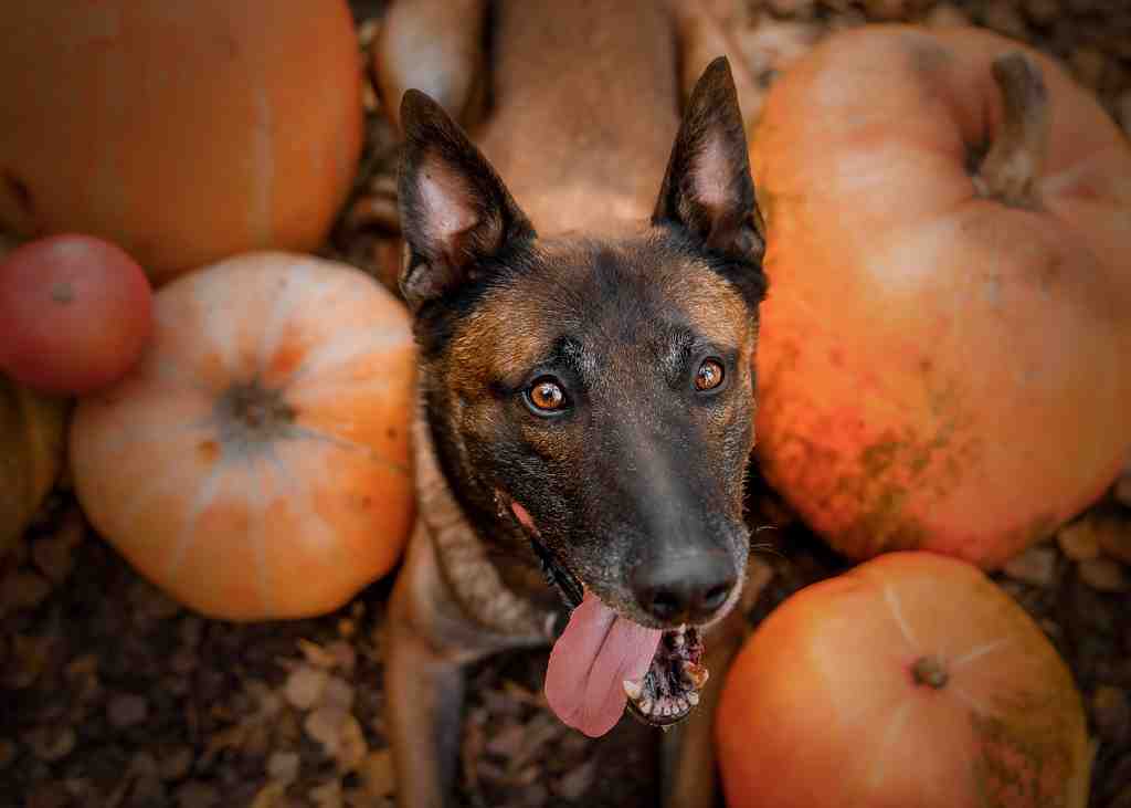 Dog-with-pumpkin-in-autumn-halloween-dog-belgian-2023-11-27-05-32-06-utc