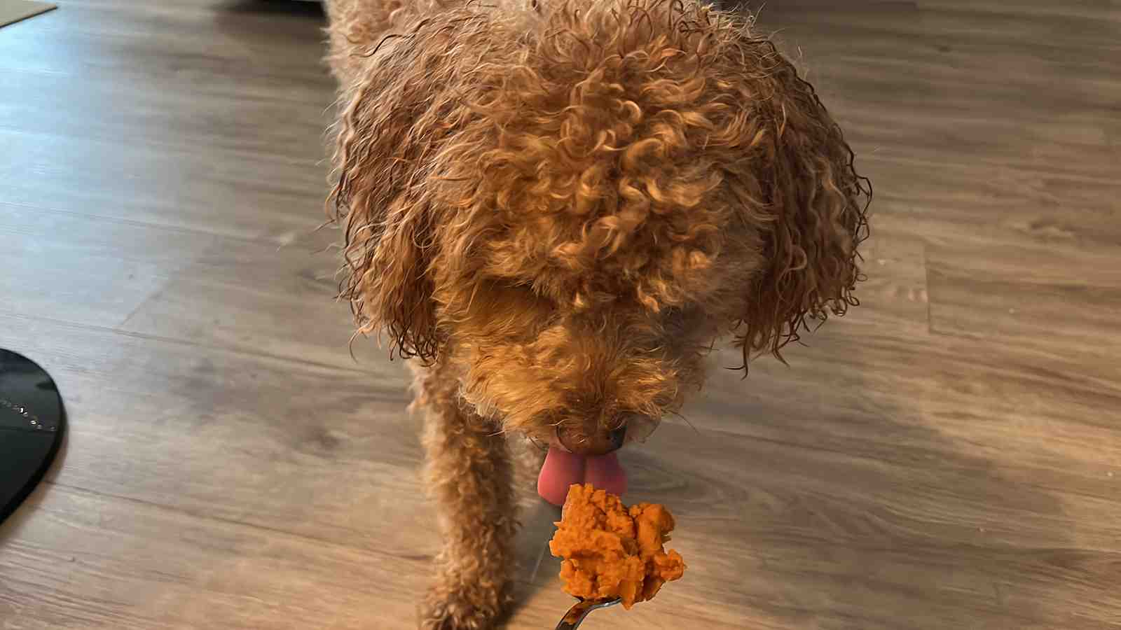 Cover for The Benefits of Pumpkin for Dogs