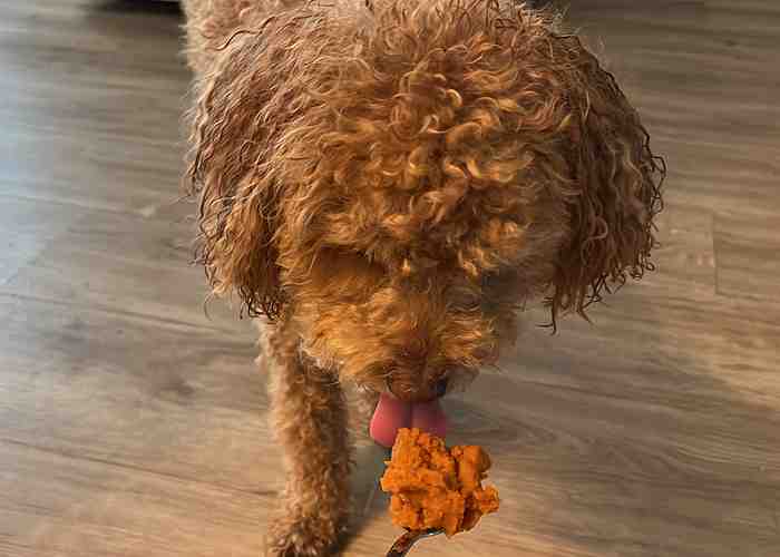 Cover for The Benefits of Pumpkin for Dogs