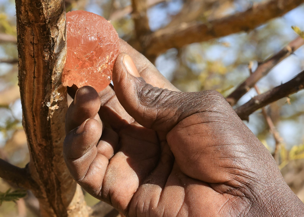 Arabic gum sap