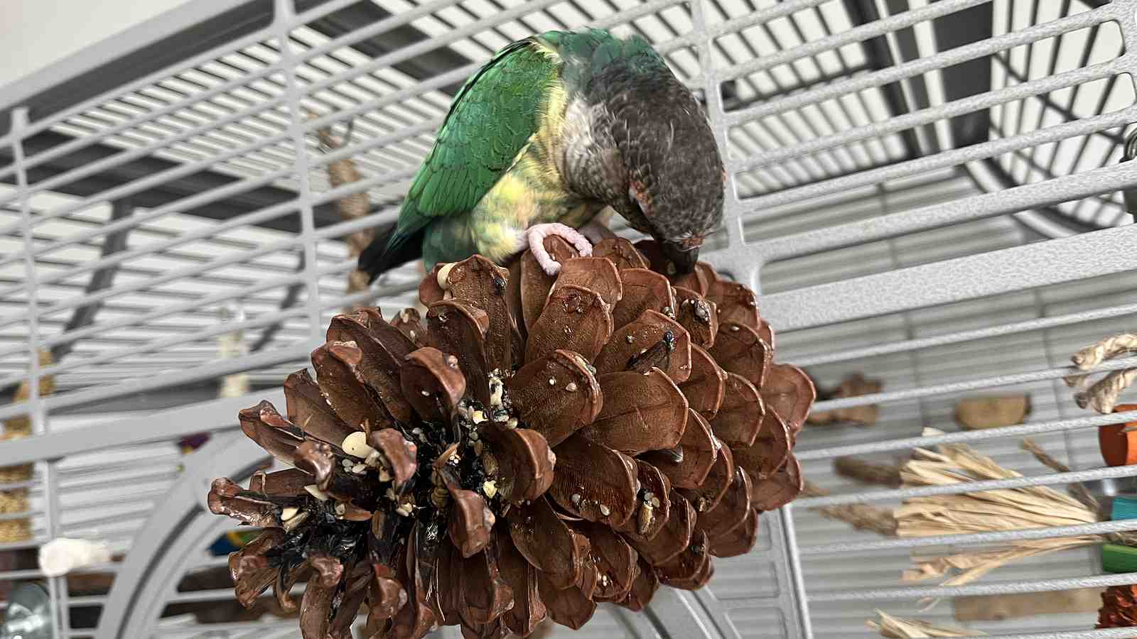 Cover for The Benefits and Uses of Arabic Gum for Parrots