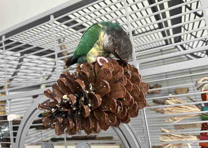 Cover for The Benefits and Uses of Arabic Gum for Parrots