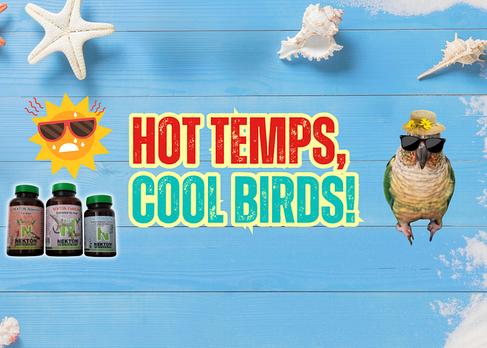 Cover for Protect Your Birds from Summer Heat 