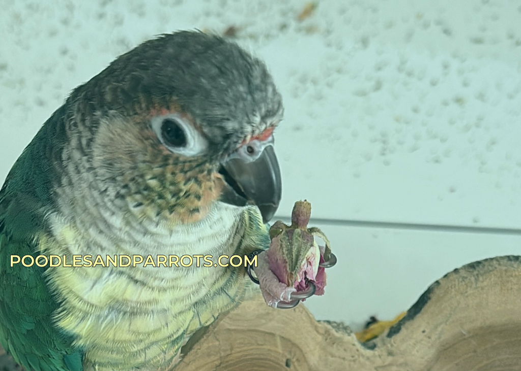 Poodlesandparrots (1)