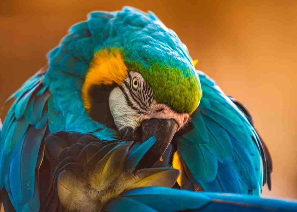 Blue-and-yellow-macaw-ara-ararauna-bird-preening-2024-10-17-17-46-03-utc