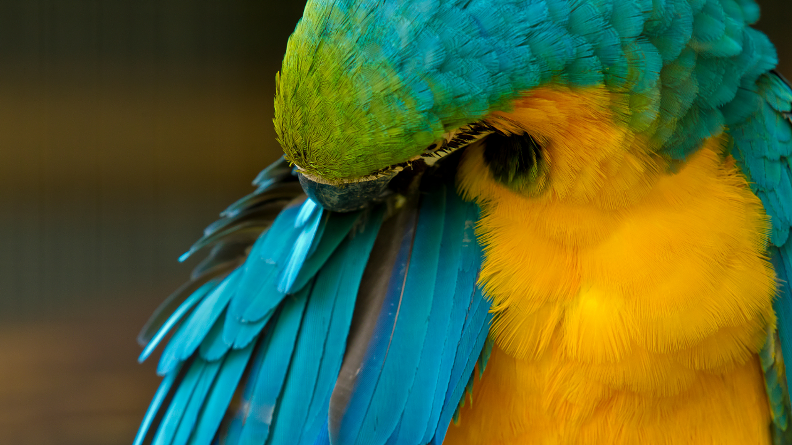 Cover for Caring for Parrots During Molting