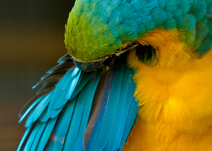 Cover for Caring for Parrots During Molting
