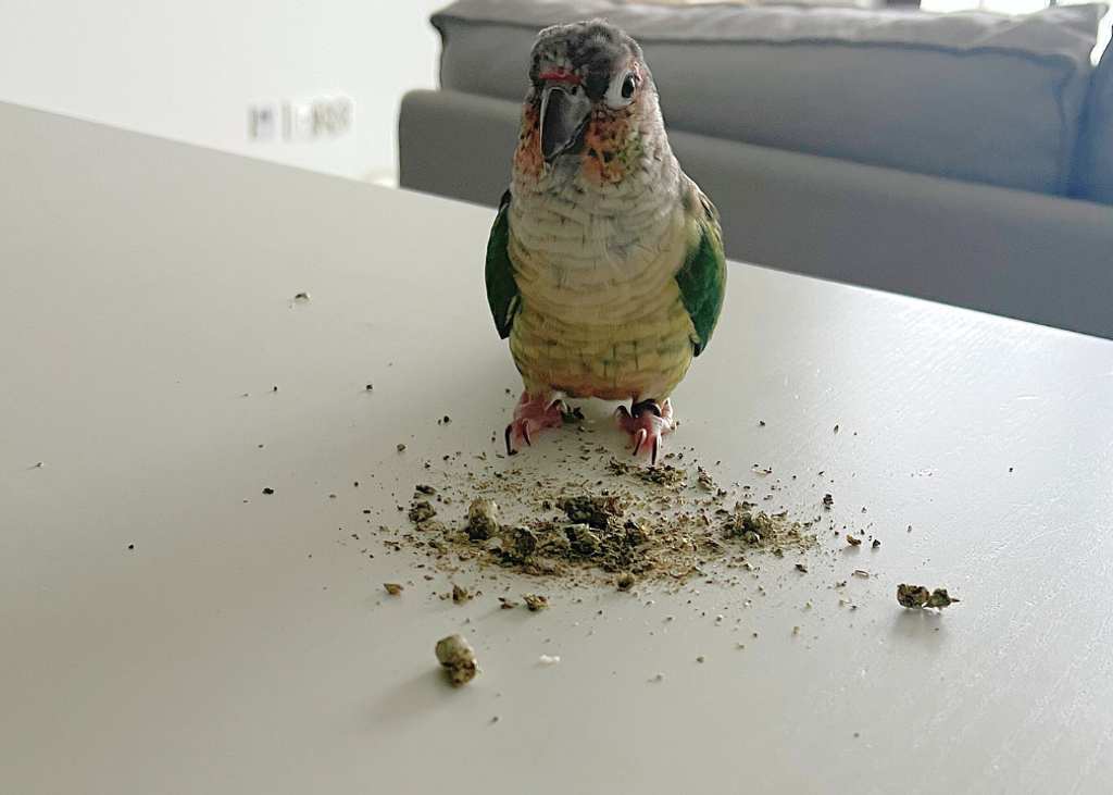 Mia has proudly munched down Large size pellets :)