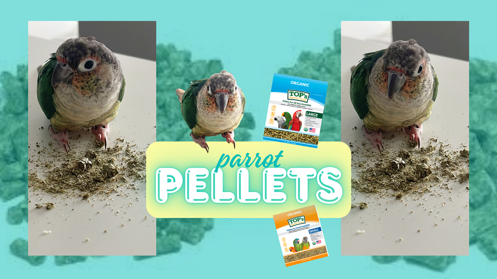 Cover for Parrot Owners Swear by TOP’s Pellets—Here’s Why