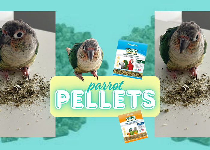 Cover for Parrot Owners Swear by TOP’s Pellets—Here’s Why