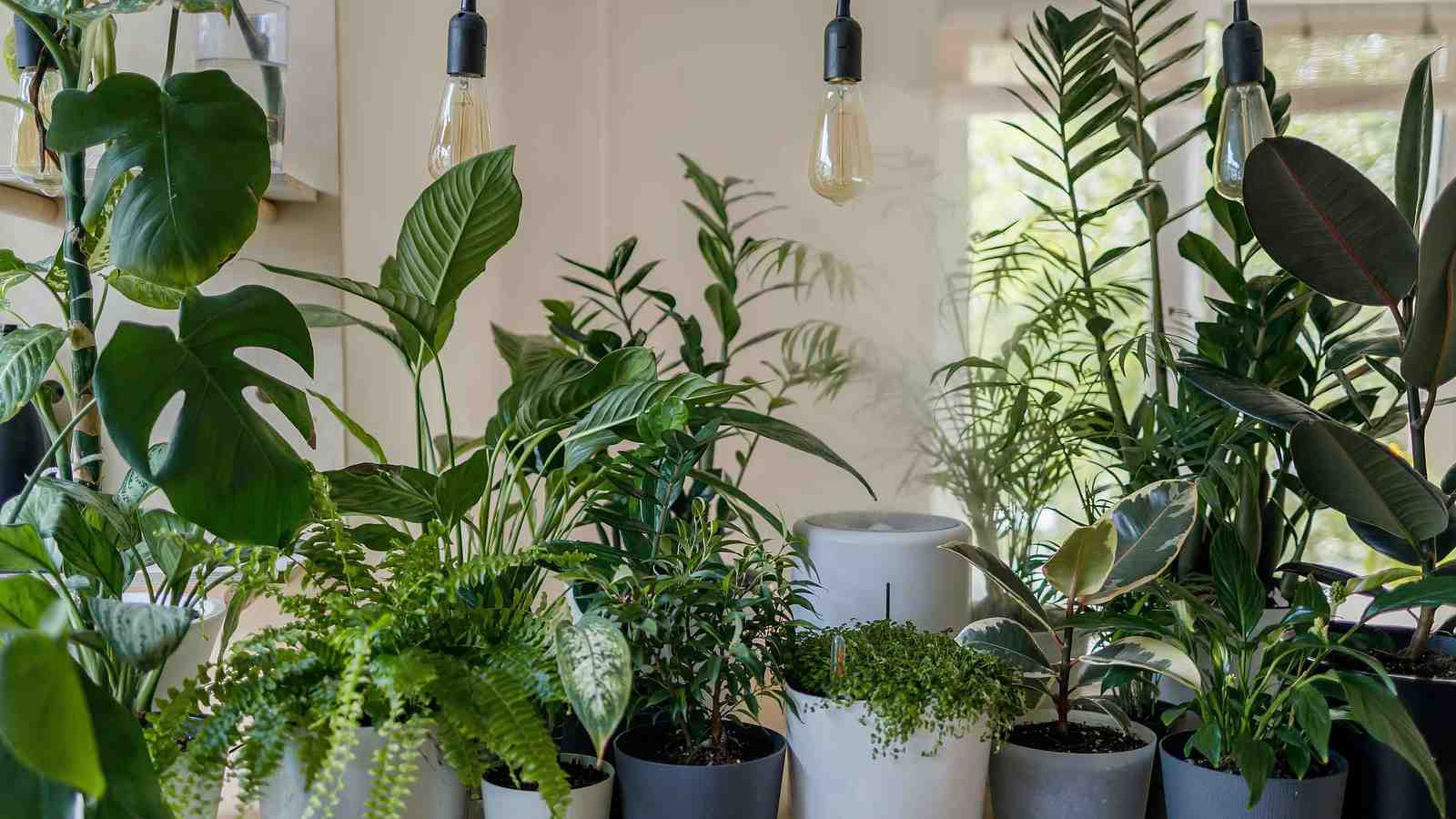 Cover for Safe And Unsafe Household Plants