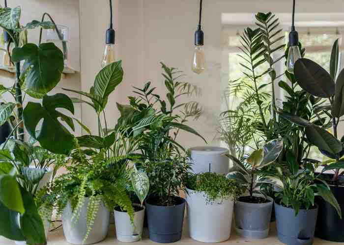 Cover for Safe And Unsafe Household Plants