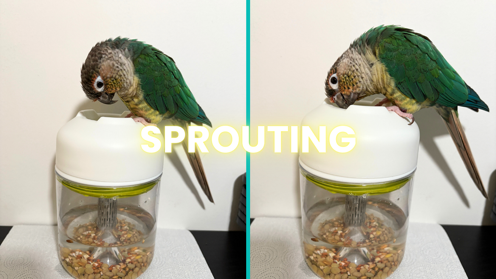 Cover for Why Sprouting is a Superfood for Your Parrot