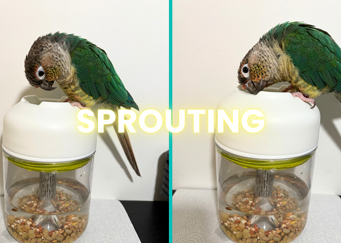 Cover for Why Sprouting is a Superfood for Your Parrot