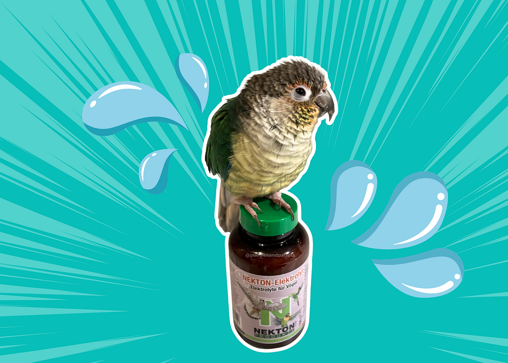 Poodlesandparrots (2)