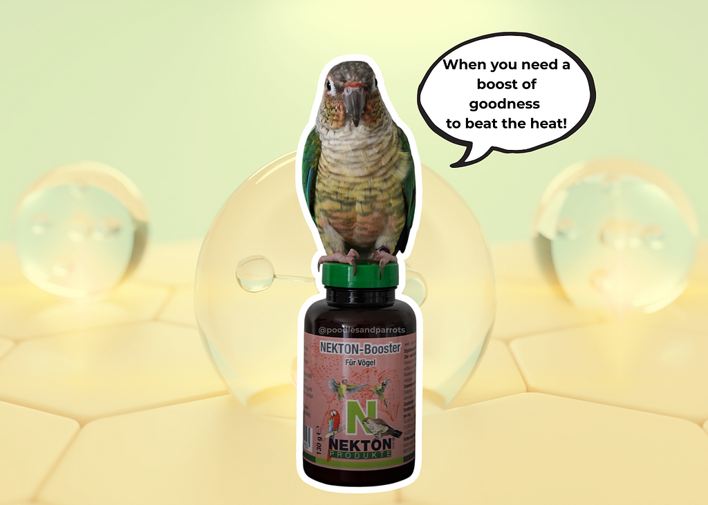 Poodlesandparrots (3)