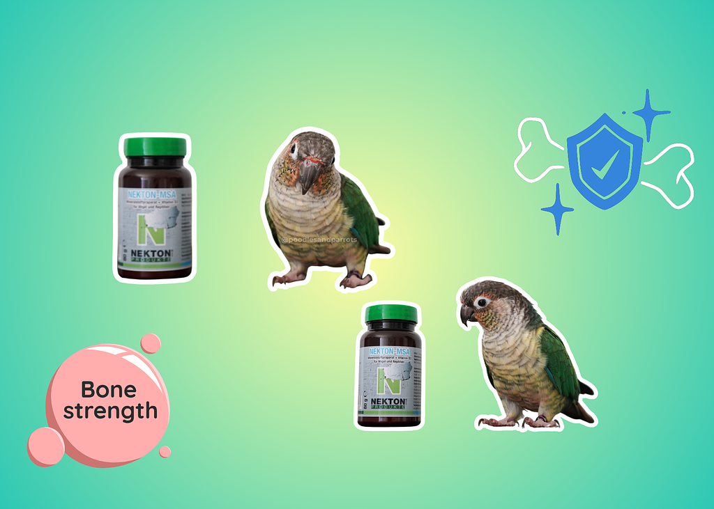 Poodlesandparrots (4)