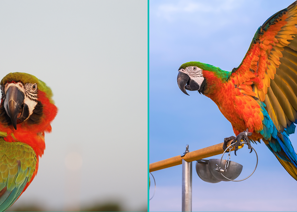 Poodlesandparrots (5)
