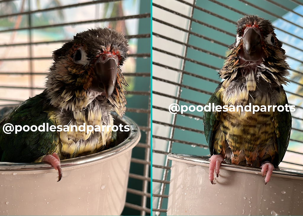 Poodlesandparrots (6)