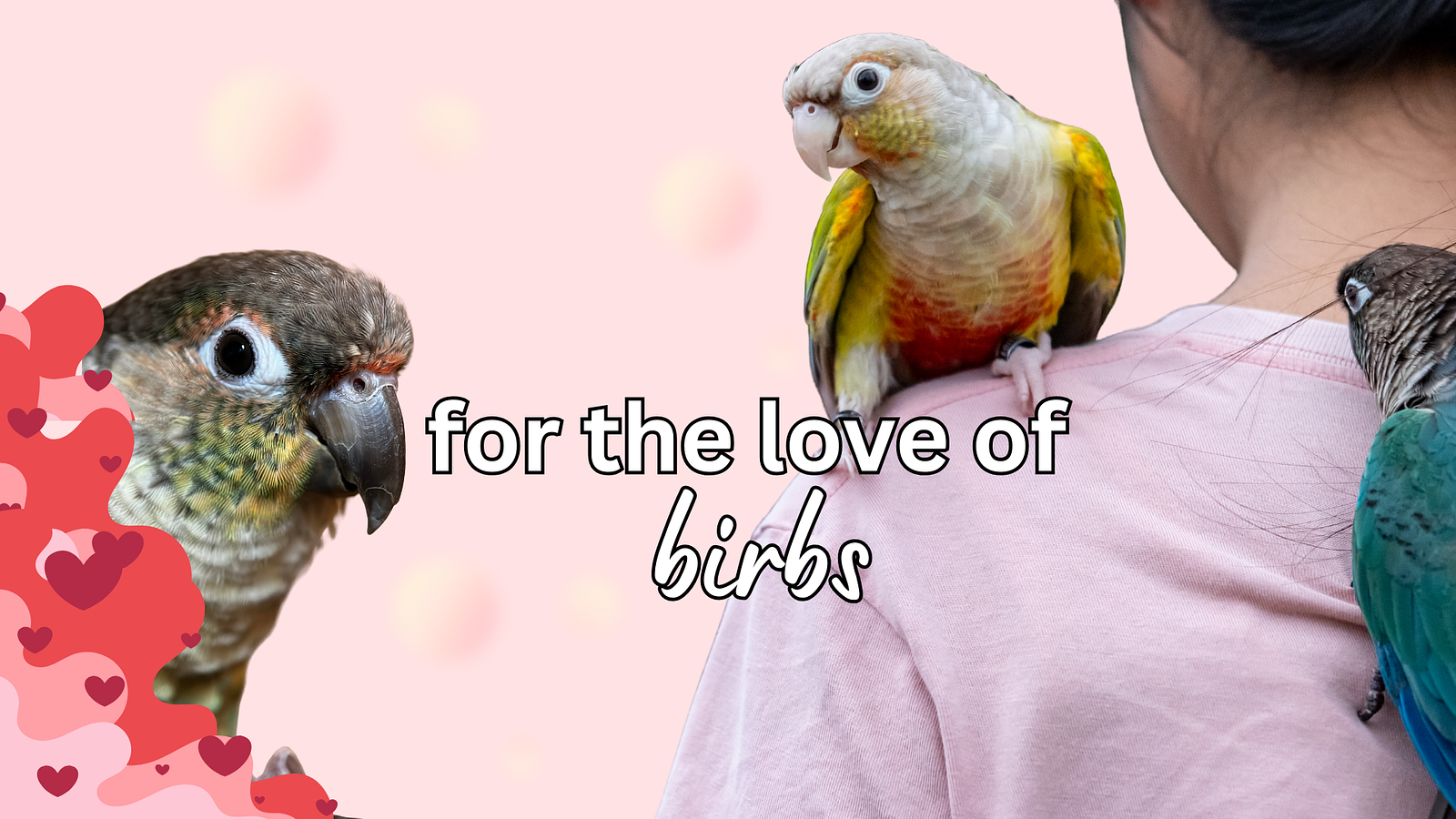 Cover for 10 Ways to Show Your Bird Love on Valentine’s Day