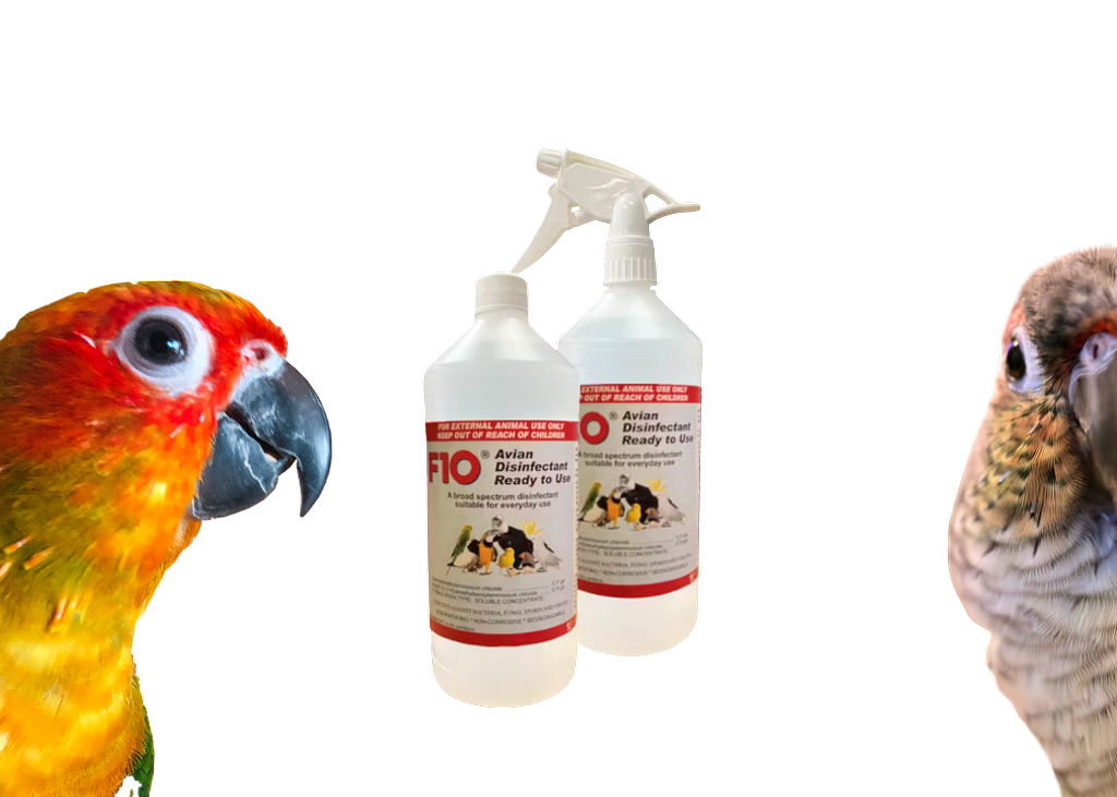 Poodlesandparrots