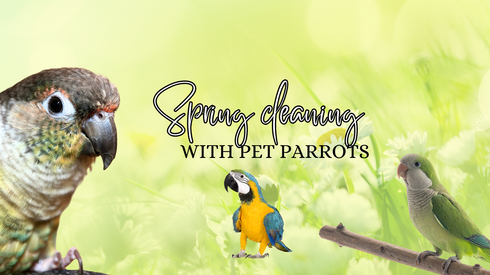 Cover for Spring Cleaning with Bird's: What's Safe and What's Not