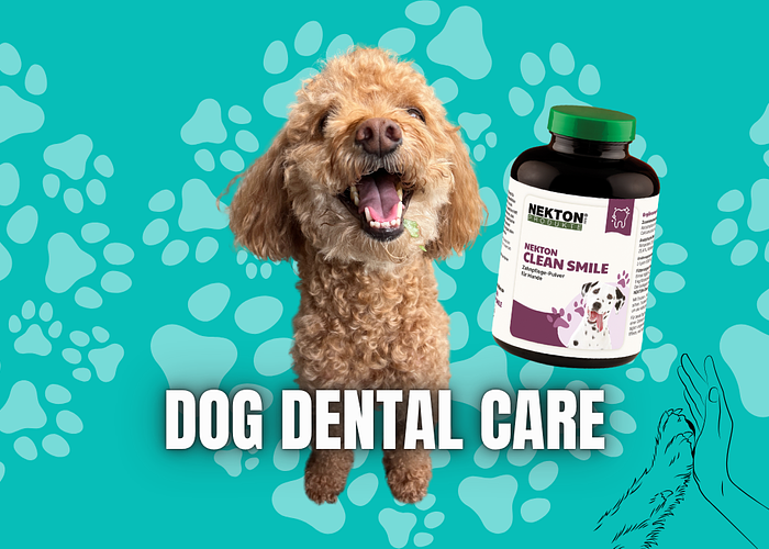 Cover for Keeping Your Dog’s Smile Healthy: Why Dental Care Matters
