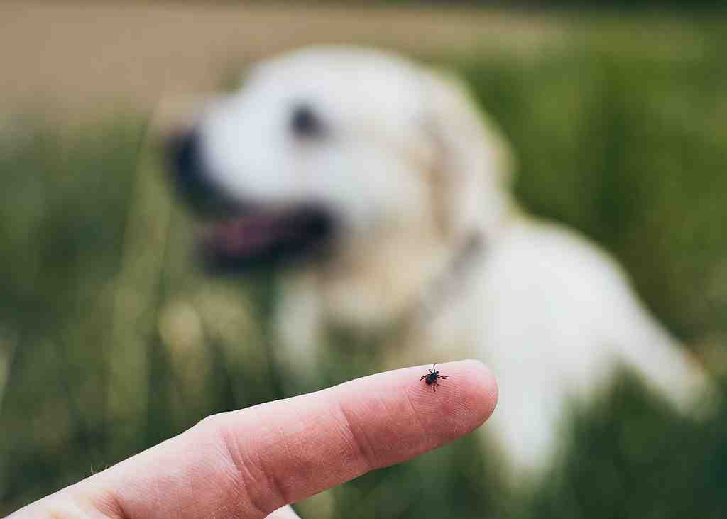 Tick-on-human-finger-against-dog-2026-03-18-20-39-36-utc