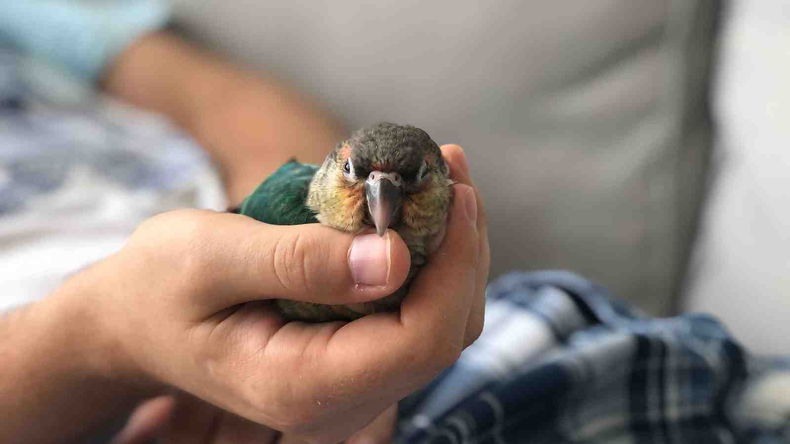 Cover for How To Bond With Your Bird