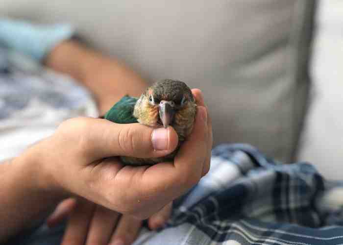 Cover for How To Bond With Your Bird