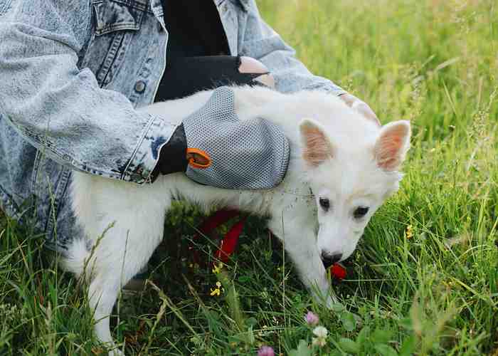 Cover for Tick Season Is Here And More Dog Parents Are Rethinking How They Handle It