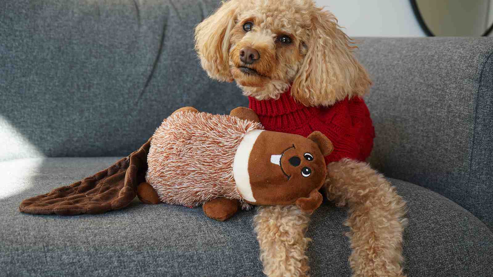 Cover for Glamping Packing List For Your Pets