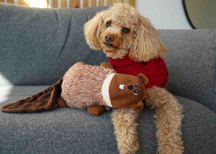 Cover for Glamping Packing List For Your Pets