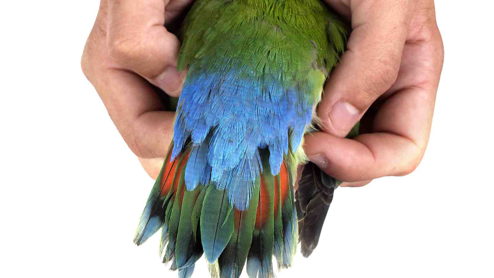Cover for Wing Clipping in Parrots: A Closer Look at Why It's Not Recommended