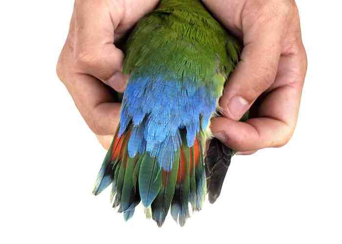 Cover for Wing Clipping in Parrots: A Closer Look at Why It's Not Recommended