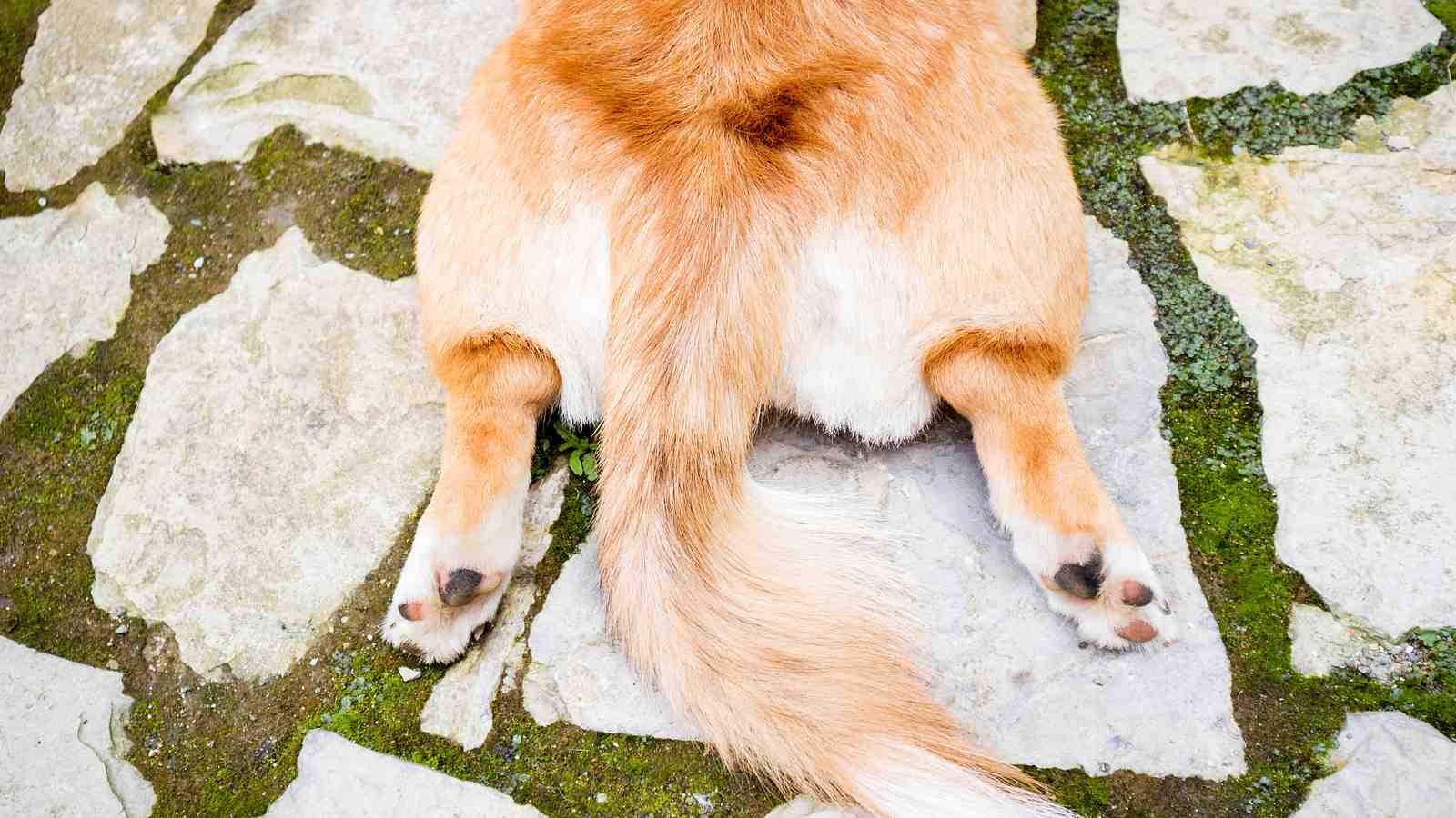 Cover for Hip Dysplasia in Dogs