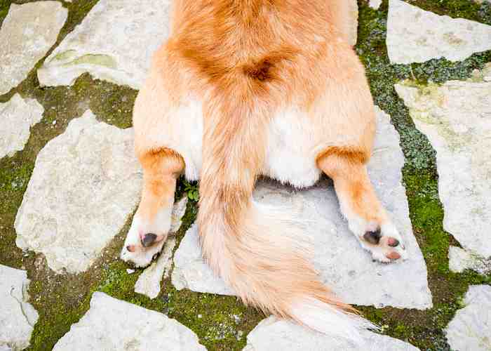 Cover for Hip Dysplasia in Dogs