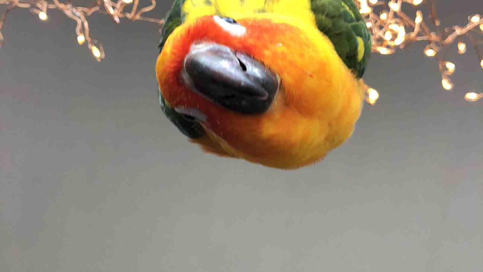 Cover for Ways To Exercise Your Bird