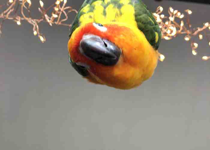 Cover for Ways To Exercise Your Bird