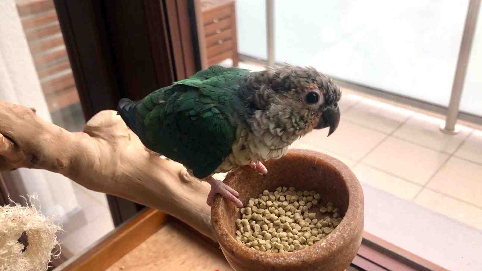 Cover for Pellets for Parrots