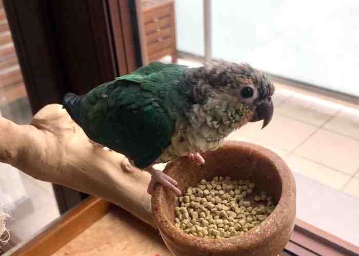 Cover for Pellets for Parrots