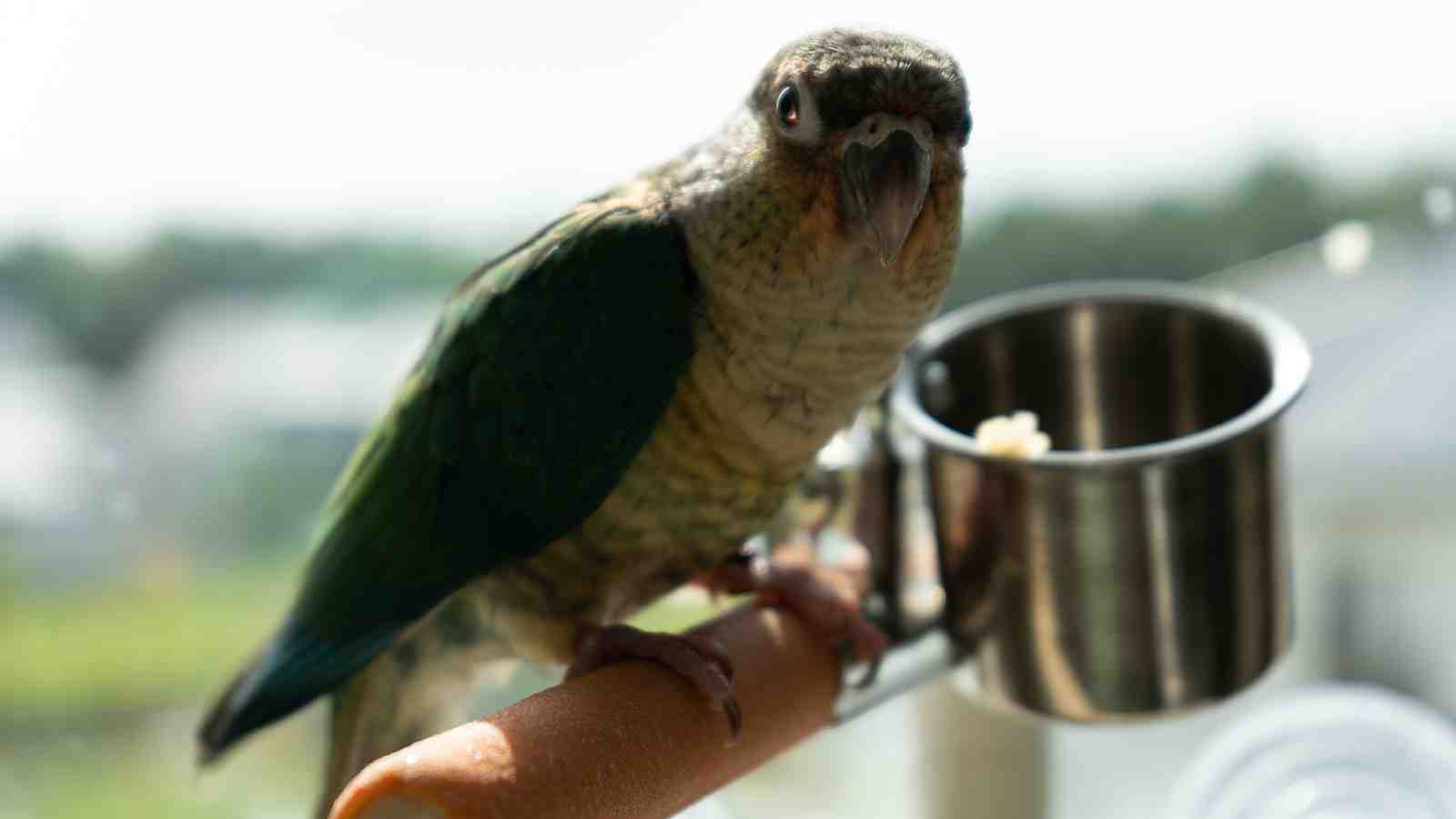 Cover for Proper Lighting For Our Indoor Birds in the Winter