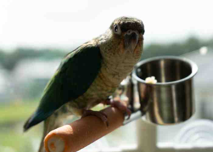 Cover for Proper Lighting For Our Indoor Birds in the Winter